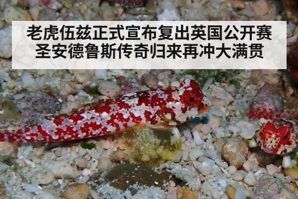 老虎伍兹正式宣布复出英国公开赛 圣安德鲁斯传奇归来再冲大满贯